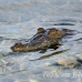 crocodile_american_chiq_jar_h_0083_cub1546.jpg